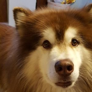 Meet your Posher, Ian